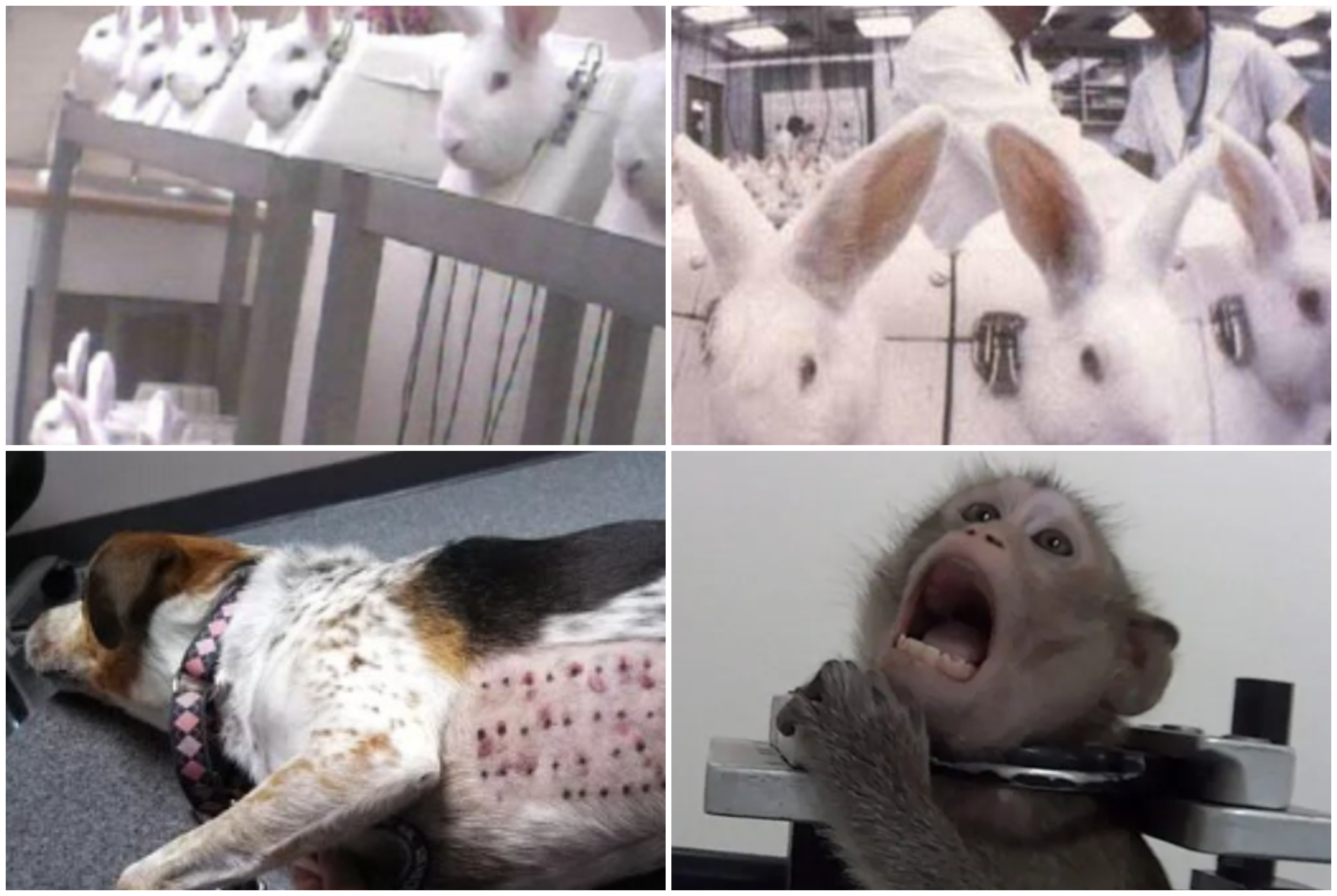 2억마리 동물을 살릴 수 있는 딥테크 'AO'